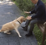 [잡담] 이재명 강아지학대짤 진실... - 인스티즈(instiz) 연예 카테고리