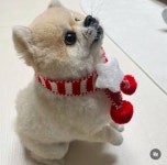 둥이 인스타 - 인스티즈(instiz) T1 카테고리 둥이 인스타
