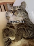 춘봉이 진짜 기엽다 - 인스티즈(instiz) 일상 카테고리 춘봉이 진짜 기엽다