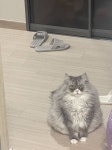고양이 밥 주는 거 까먹었더니 문앞에서 야옹거림 - 인스티즈(instiz) 일상 카테고리 고양이 밥 주는 거 까먹었더니 문앞에서 야옹거림