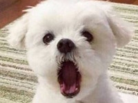 [잡담] 얘 말티즈임? - 인스티즈(instiz) 일상 카테고리