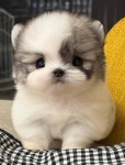 [잡담] 엄마가 강쥐 데려온다는데,, 얘 오때? - 인스티즈(instiz) 일상 카테고리