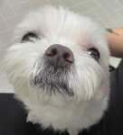 우리집 강아지가 너무 동구라미야 - 인스티즈(instiz) 일상 카테고리 우리집 강아지가 너무 동구라미야