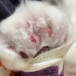 고양이 다리 인대 늘어나서 깁스했는데 발 퉁퉁 부음 - 인스티즈(instiz) 일상 카테고리 고양이 다리 인대 늘어나서 깁스했는데 발 퉁퉁 부음