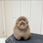 후기없는 애견 미용실 맡겼는데.. - 인스티즈(instiz) 이슈 카테고리 후기없는 애견 미용실 맡겼는데..