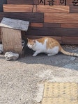 [잡담] 길에서 밥먹던 고양이 - 인스티즈(instiz) 일상 카테고리