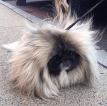 이 강아지 실물 보고싶음 - 인스티즈(instiz) 일상 카테고리 이 강아지 실물 보고싶음