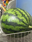 [잡담] 난 진짜 수박 킬러야 😻😻🍉🍉 - 인스티즈(instiz) 일상 카테고리