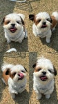 [잡담] 🐶내 견생네컷 어때?🐶 - 인스티즈(instiz) 일상 카테고리