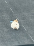 [잡담] 창문 밖으로 보이는 고양이 - 인스티즈(instiz) 일상 카테고리