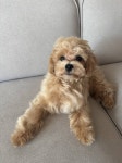털 빗겼더니 복실하구먼 - 인스티즈(instiz) 일상 카테고리 털 빗겼더니 복실하구먼