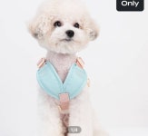 [잡담] 이 갱얼쥐 비숑이야 말티푸야 푸들이야...? - 인스티즈(instiz) 일상 카테고리 이 갱얼쥐 비숑이야 말티푸야 푸들이야...?