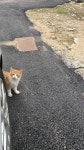 동네고양이가 이뻐 - 인스티즈(instiz) 일상 카테고리 동네고양이가 이뻐