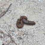 우리집 강아지가 똥쌌는데 야하다 (ㅎㅂㅈㅇ) - 인스티즈(instiz) 일상 카테고리 우리집 강아지가 똥쌌는데 야하다 (ㅎㅂㅈㅇ)