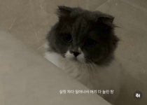 환연 지연네 고양이 너무 귀엽다 - 인스티즈(instiz) 연예 카테고리 환연 지연네 고양이 너무 귀엽다