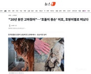 영천시장 호돌이 청과점 | '20년 동안 고마웠어'…'호돌이 증손' 이호, 호랑이별로 떠났다 - 인스티즈(instiz) 이슈 카테고리
