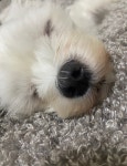 강아지 꼬순내 내가 쏠게 - 인스티즈(instiz) 연예 카테고리 강아지 꼬순내 내가 쏠게