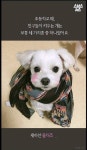 특히 우리나라에서 심한 강아지 유행 - 인스티즈(instiz) 이슈 카테고리