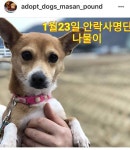 믹스아가들 이제 갈 곳 없이 낼모레 안락사예정이에요 (마산시) - 인스티즈(instiz) 이슈 카테고리 믹스아가들 이제 갈 곳 없이 낼모레... 