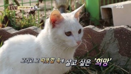 [동물농장] 우리집 불청객 골드 - 인스티즈(instiz) 이슈 카테고리