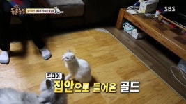 [동물농장] 우리집 불청객 골드 - 인스티즈(instiz) 이슈 카테고리 [동물농장] 우리집 불청객 골드