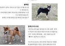 시바 시바 개 시바~! - 시바이누의 종류 - 인스티즈(instiz) 이슈 카테고리 시바 시바 개 시바~! - 시바이누의 종류