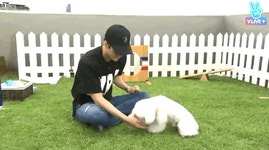 엑소 세훈이 키우는 반려견 비비.jpg - 인스티즈(instiz) 이슈 카테고리 엑소 세훈이 키우는 반려견 비비.jpg