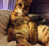뱅갈 냥이🐱 - 인스티즈(instiz) 이슈 카테고리 뱅갈 냥이🐱