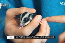 방탄소년단 진이 키우는 날다람쥐 오뎅이와 어묵이 - 인스티즈(instiz) 이슈 카테고리