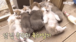 동물농장 웰시코기 6남매 - 인스티즈(instiz) 이슈 카테고리 동물농장 웰시코기 6남매