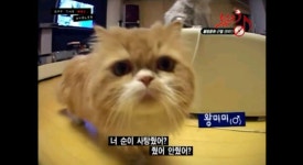 [효리네민박] 아이유 노려보던 고양이 왕미미 과거 - 인스티즈(instiz) 이슈 카테고리 [효리네민박] 아이유 노려보던 고양이 왕미미 과거