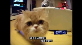 [효리네민박] 아이유 노려보던 고양이 왕미미 과거 - 인스티즈(instiz) 이슈 카테고리 [효리네민박] 아이유 노려보던 고양이 왕미미 과거