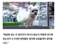 난 펫샵에서 강아지 입양해오는 사람 취할거임 - 인스티즈(instiz) 이슈 카테고리 난 펫샵에서 강아지 입양해오는 사람 취할거임