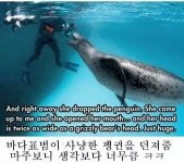 네셔널 지오그래픽 바다표범 - 인스티즈(instiz) 인티포털 네셔널 지오그래픽 바다표범