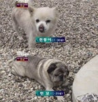 세상에 이런일이에 나온 강아지 나이 - 인스티즈(instiz) 이슈 카테고리 세상에 이런일이에 나온 강아지 나이