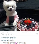 김치전 개무룩 강아지 달리 사랑스러운 근황 - 인스티즈(instiz) 이슈 카테고리 김치전 개무룩 강아지 달리 사랑스러운 근황