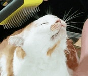 [마리와나] 뚱보냥 호동이 다이어트 시키기 (feat.먼지) - 인스티즈(instiz) 이슈 카테고리