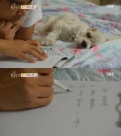 동물농장이 낳은 최고의 스타견 웅자 근황 - 인스티즈(instiz) 이슈 카테고리 동물농장이 낳은 최고의 스타견 웅자 근황