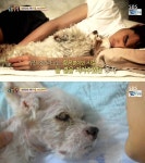동물농장이 낳은 최고의 스타견 웅자 근황 - 인스티즈(instiz) 이슈 카테고리 동물농장이 낳은 최고의 스타견 웅자 근황