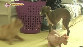 [동물농장] 위너집에 사는 두 얼굴의 고양이 죠니 - 인스티즈(instiz) 이슈 카테고리 [동물농장] 위너집에 사는 두 얼굴의 고양이 죠니