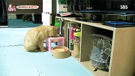 [동물농장] 위너집에 사는 두 얼굴의 고양이 죠니 - 인스티즈(instiz) 이슈 카테고리 [동물농장] 위너집에 사는 두 얼굴의 고양이 죠니