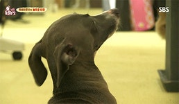 [동물농장] 위너집에 사는 두 얼굴의 고양이 죠니 - 인스티즈(instiz) 이슈 카테고리 [동물농장] 위너집에 사는 두 얼굴의 고양이 죠니