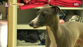 [동물농장] 위너집에 사는 두 얼굴의 고양이 죠니 - 인스티즈(instiz) 이슈 카테고리 [동물농장] 위너집에 사는 두 얼굴의 고양이 죠니