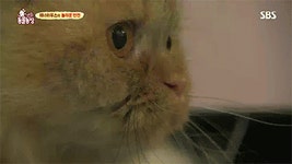 [동물농장] 위너집에 사는 두 얼굴의 고양이 죠니 - 인스티즈(instiz) 이슈 카테고리 [동물농장] 위너집에 사는 두 얼굴의 고양이 죠니