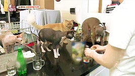 [동물농장] 위너집에 사는 두 얼굴의 고양이 죠니 - 인스티즈(instiz) 이슈 카테고리 [동물농장] 위너집에 사는 두 얼굴의 고양이 죠니