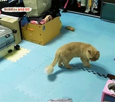 [동물농장] 위너집에 사는 두 얼굴의 고양이 죠니 - 인스티즈(instiz) 이슈 카테고리 [동물농장] 위너집에 사는 두 얼굴의 고양이 죠니