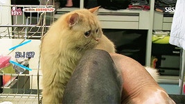 [동물농장] 위너집에 사는 두 얼굴의 고양이 죠니 - 인스티즈(instiz) 이슈 카테고리 [동물농장] 위너집에 사는 두 얼굴의 고양이 죠니