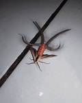 진짜 개징그러운 나방 조사해옴(ㄹㅇ개징그러움) - 인스티즈(instiz) 이슈 카테고리