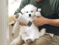 [마리와나] 아파트 뿌시고 싶게 귀여운 사모예드 4남매.gif - 인스티즈(instiz) 이슈 카테고리