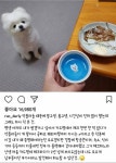 악플러에 시달렸던 강아지 달리 주인 - 인스티즈(instiz) 이슈 카테고리 악플러에 시달렸던 강아지 달리 주인